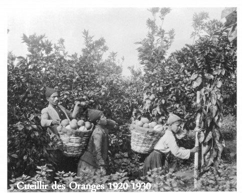 Picking Orangess, Copyright Paths of Exile
