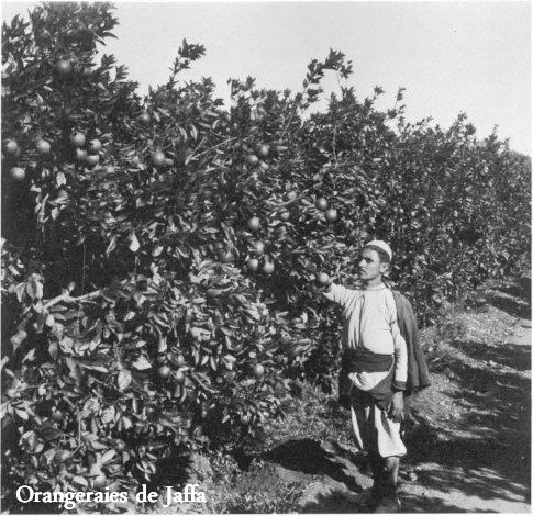 Orange groves, Copyright Paths of Exile
