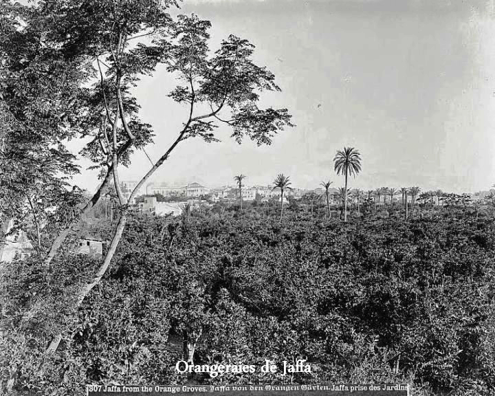 Orange groves, Copyright Paths of Exile