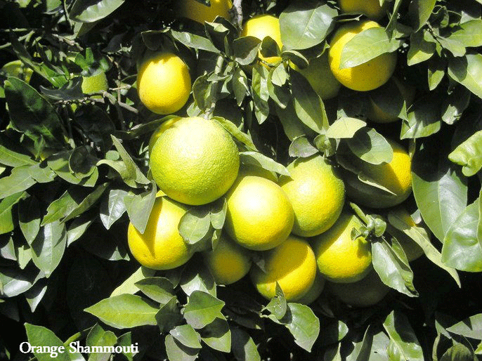 Shammouti oranges, Copyright Paths of Exile