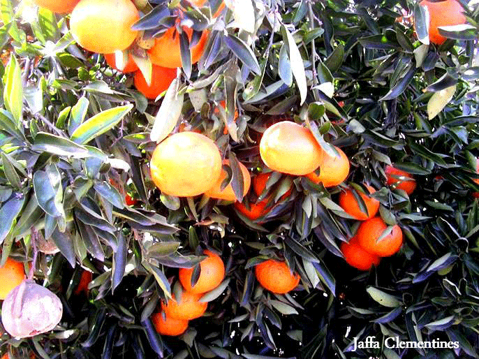 Jaffa Clementines, Copyright Paths of Exile