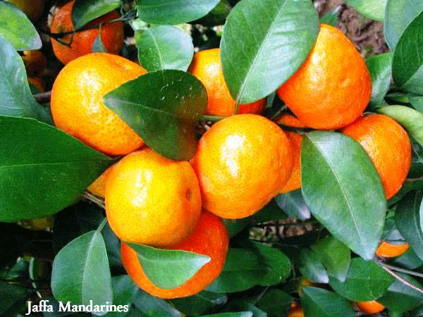 Jaffa mandarines, Copyright Paths of Exile