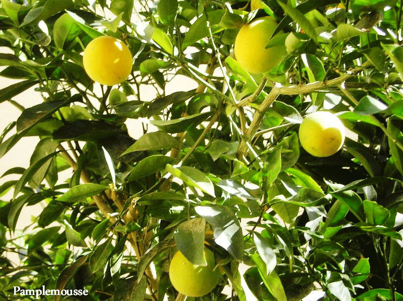 Grapefruit, Copyright Paths of Exile