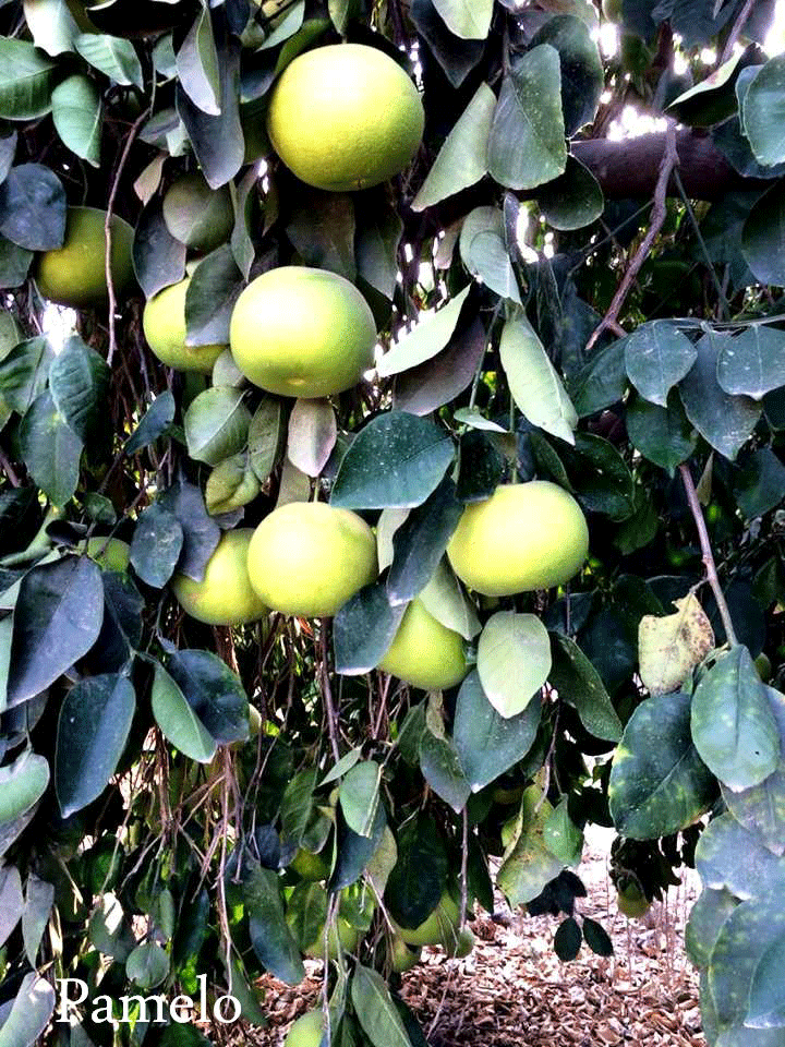 Pomelo, Copyright Paths of Exile